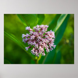 Póster Milkweed —