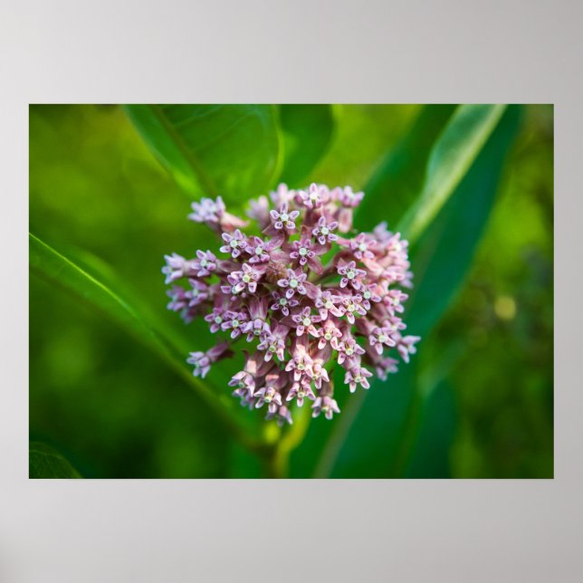 Póster Milkweed — (Frente)