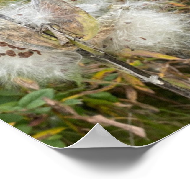 Póster Milkweed | Natural (Esquina)
