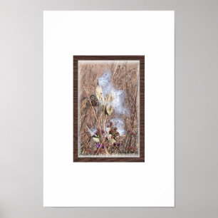 Póster Milkweed Pod in Blow