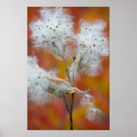 Milkweed seeds in autumn, Canada