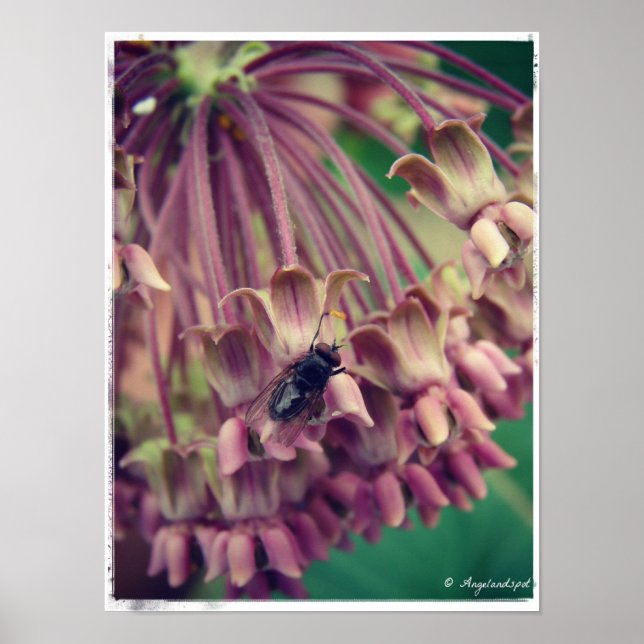 Póster Milkweed y Fly (Frente)