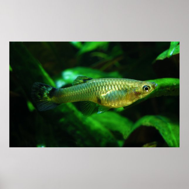 Póster Millionfish o Guppy Poecilia Reticulata (Frente)