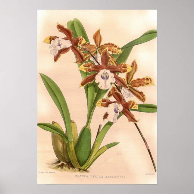 Póster Miltonia candida Orchid (Frente)