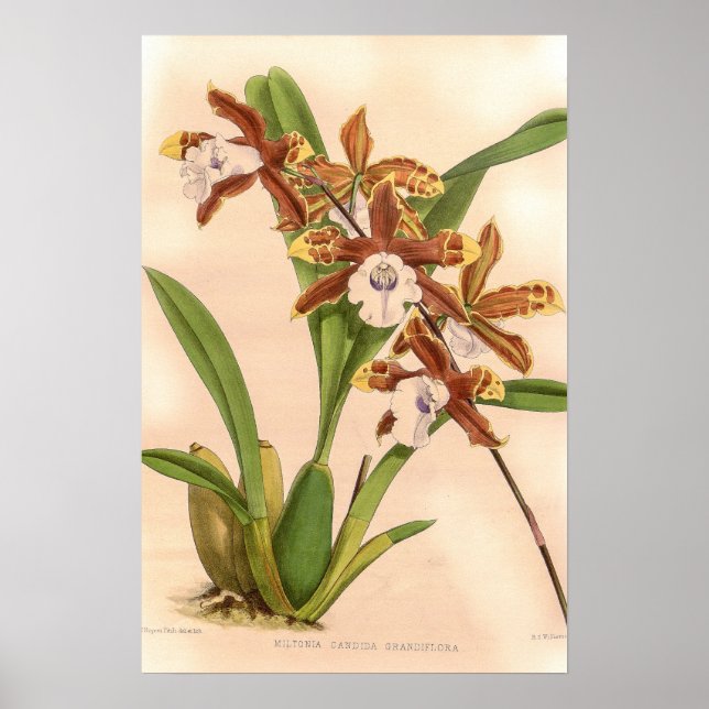 Póster Miltonia candida Orquídea (Frente)