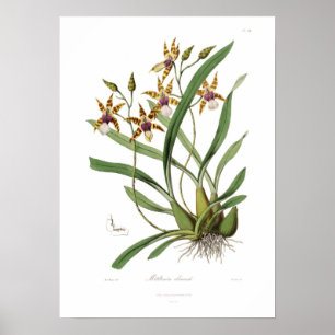 Póster Miltonia clowesii.