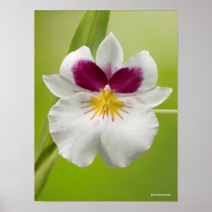 Póster Miltoniopsis Roezlii (orquídeas de pensamiento)