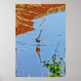 Póster Mimatización