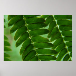 Póster Mimosa Secrets