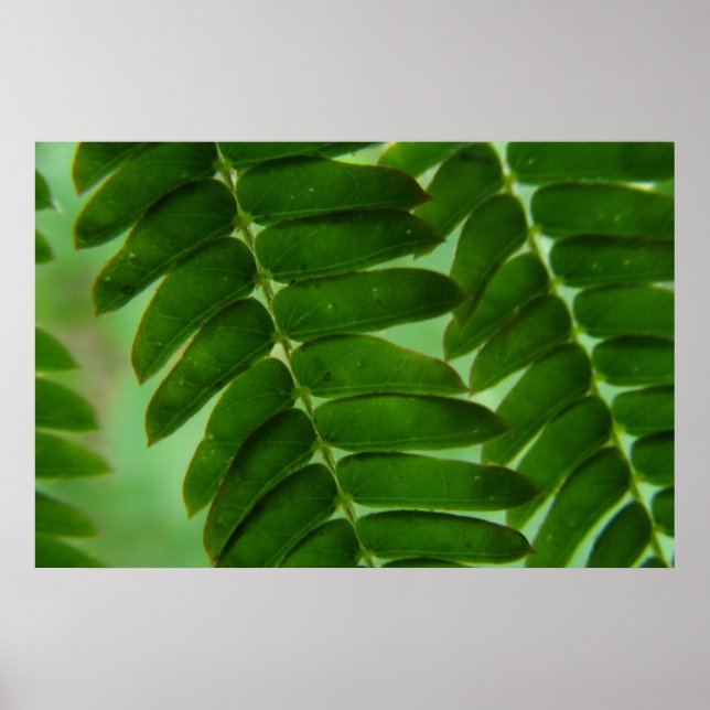 Póster Mimosa Secrets (Frente)