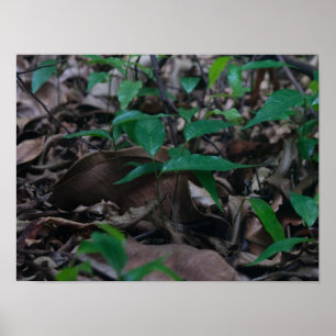 Póster Mini bosque