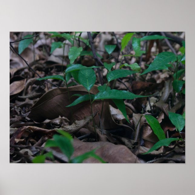 Póster Mini bosque (Frente)