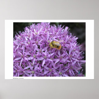 Póster Mini Bumble Bee en Allium