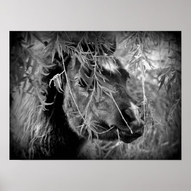 Póster Mini Filly Being Onery (Frente)