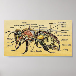 Póster Mini Honey Bee Poster