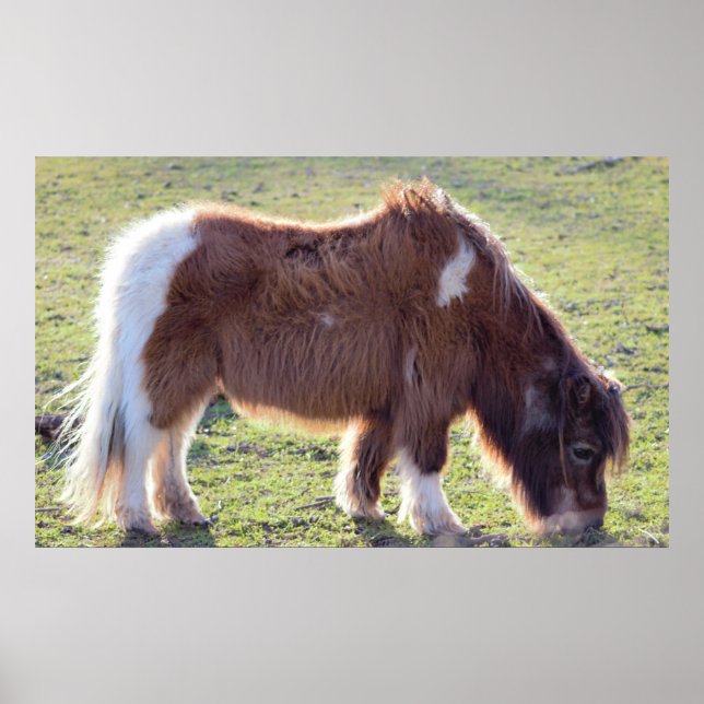 Póster Mini Poster de caballos (Frente)