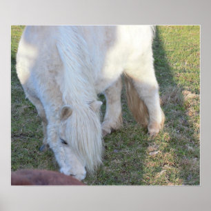 Póster Mini Poster de caballos