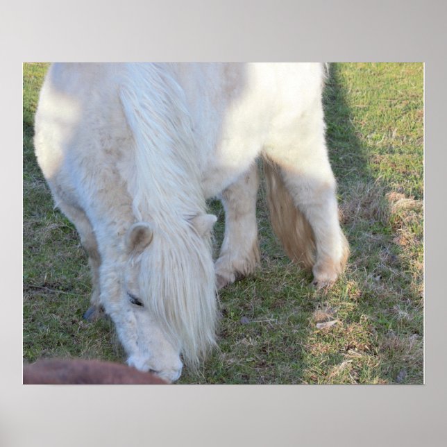 Póster Mini Poster de caballos (Frente)