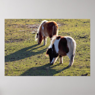 Póster Mini Poster de caballos