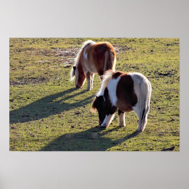 Póster Mini Poster de caballos (Frente)
