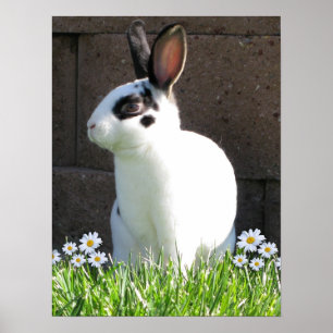 Póster Mini rex con las margaritas