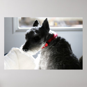 Póster Mini Schnauzer