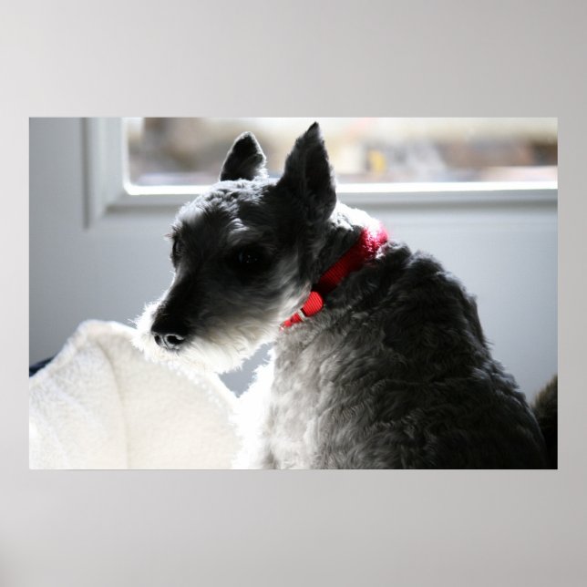 Póster Mini Schnauzer (Frente)