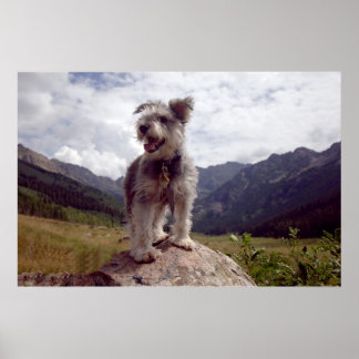 Póster Mini Schnauzer