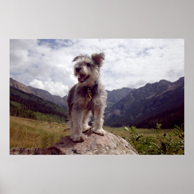 Póster Mini Schnauzer (Frente)