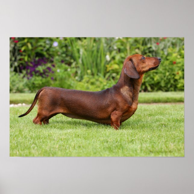 Póster Miniatura de cabello suave Dachshund (Frente)