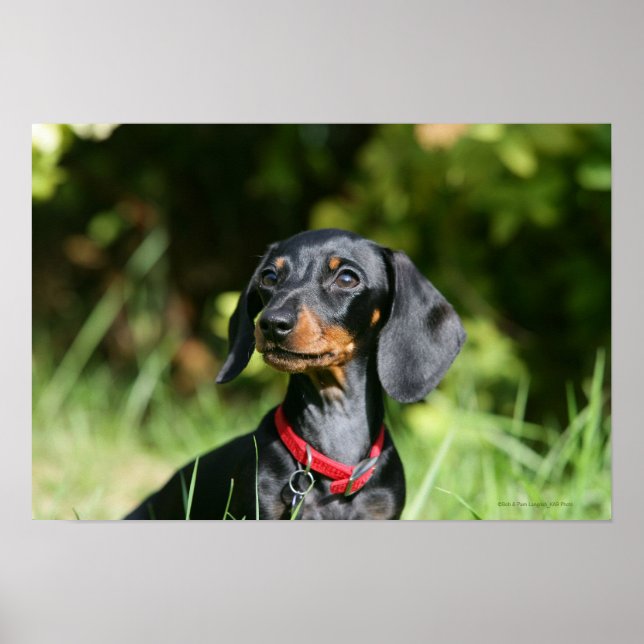 Póster Miniatura de cabello suave Dachshund 3 (Frente)