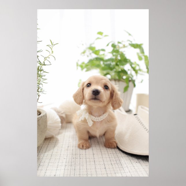 Póster Miniatura de Dachshund (Frente)