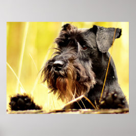 Póster Miniatura-schnauzer