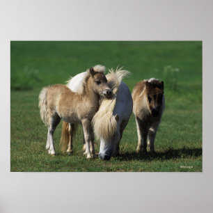 Póster Miniature Mare & Foals 1