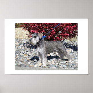 Póster Miniature Schnauzer