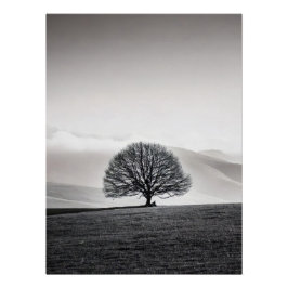 Póster Minimalist Solitary Tree Landscape | Black & White
