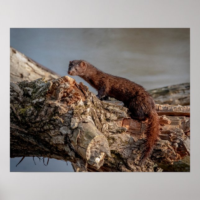 Póster Mink americano 20x16 (Frente)