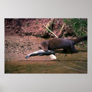 Póster Mink con peces pequeños