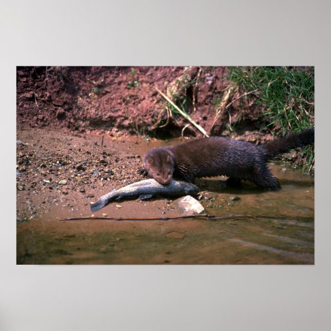 Póster Mink con peces pequeños (Frente)