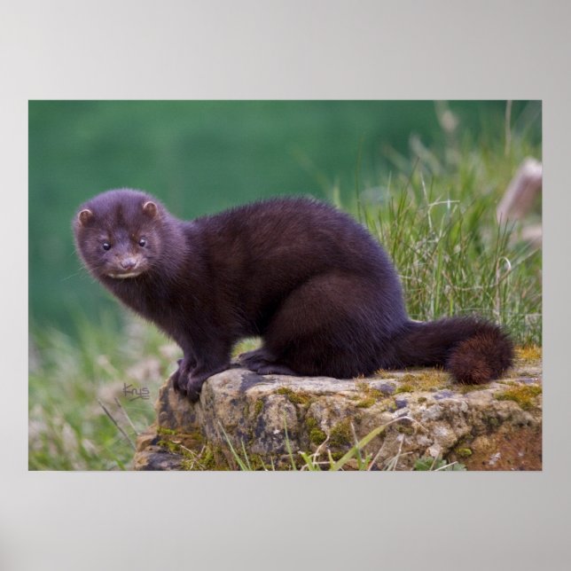 Póster Mink Print (Frente)