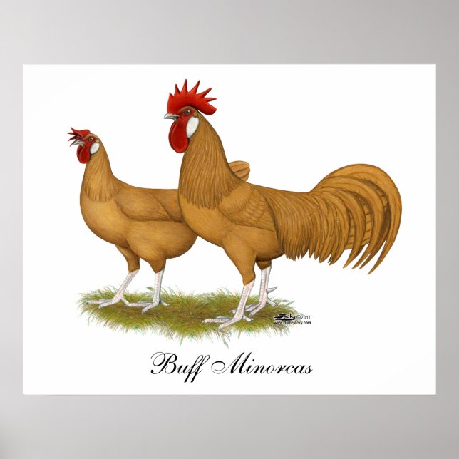 Póster Minorcas Buff Pair (Frente)