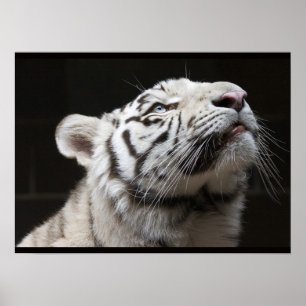 Póster ¡Mira a la Luz!