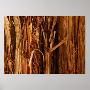 Póster Mira de corteza de madera texturizada de cedro