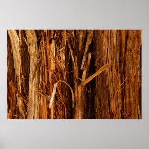 Póster Mira de corteza de madera texturizada de cedro