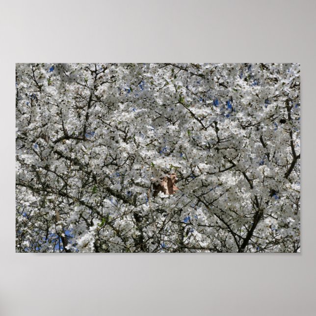 Póster Mirabelle Blossom Poster (Frente)