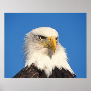 Póster Mirada de águila calva