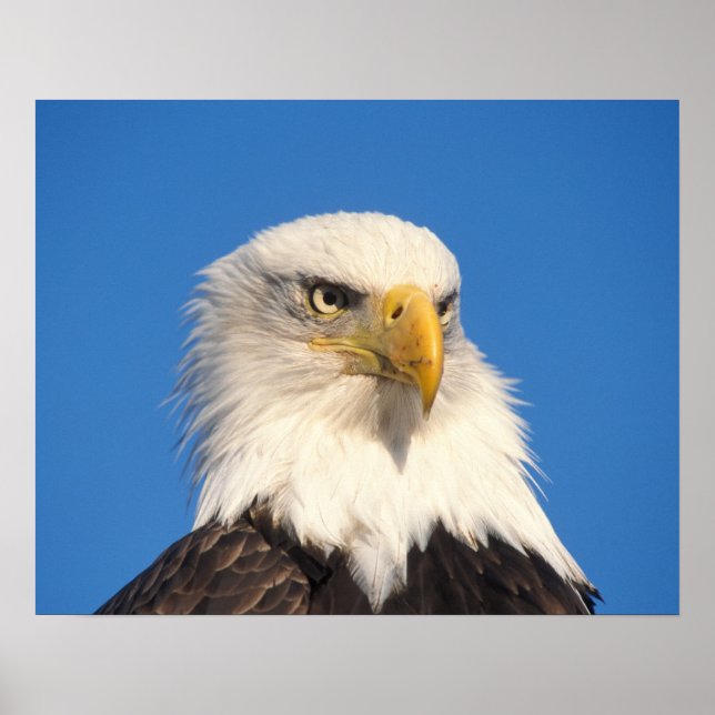 Póster Mirada de águila calva (Frente)