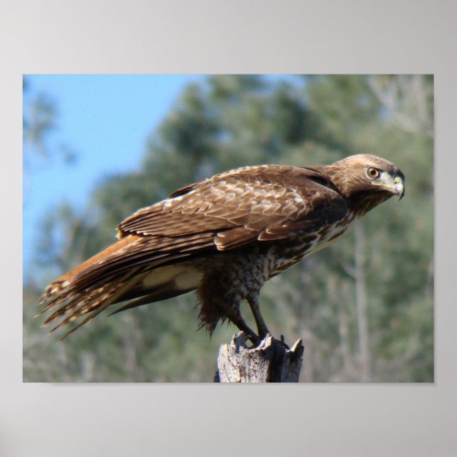 Póster Mirada de Hawk de cola roja (Frente)
