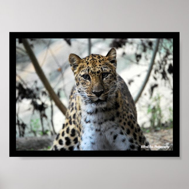 Póster Mirada de leopardo (Frente)