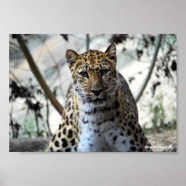 Póster Mirada de leopardo (Frente)